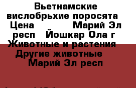 Вьетнамские вислобрьхие поросята › Цена ­ 3 500 - Марий Эл респ., Йошкар-Ола г. Животные и растения » Другие животные   . Марий Эл респ.